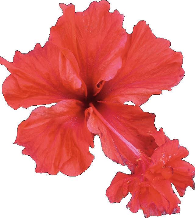 flor1